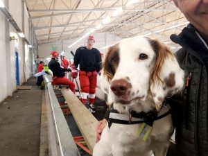 Molly, il primo cane antidoping è svedese