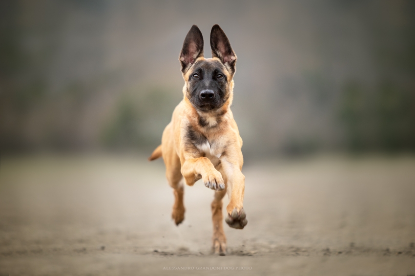 Cucciolo malinois