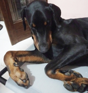 Vivere con un cucciolo di Dobermann: Visita medica