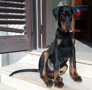 Vivere con un cucciolo di Dobermann: a te ci penso io!