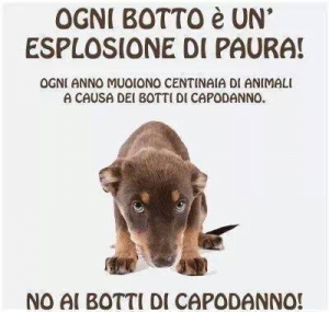 Cani e paura dei botti: i rimedi