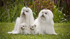 Le razze canine - Il Maltese