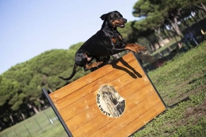 Il contest che fa impazzire gli amanti dei cani: la challenge #quarantenacinofila