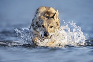 Colpo di Calore nel Cane: sintomi e come intervenire rapidamente