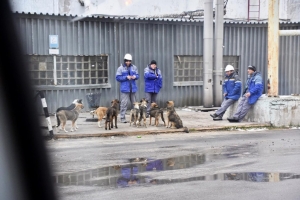 I cani di Chernobyl aiutati dalla Clean Futures Fund