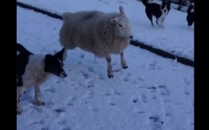 L'agnello che crede di essere un cane. Il video