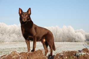 Le razze canine - Il Kelpie, Cane da Pastore Australiano