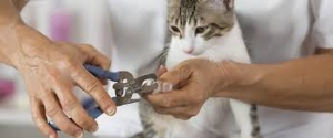 Come si tagliano le unghie al gatto. VIDEO