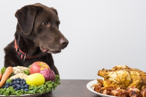 Cani e diete vegetariana e vegana. I rischi