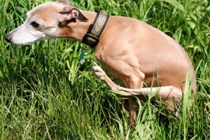 Perchè il cane si gratta il sedere a terra? Cani carriola e pruriti