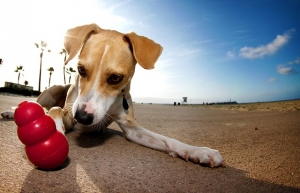 Kong per cani, cosa è e come funziona