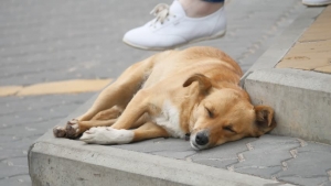 Cane randagio a Tbilisi