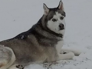 USA: Cane rapito ed ucciso brutalmente, aiutava veterano di guerra