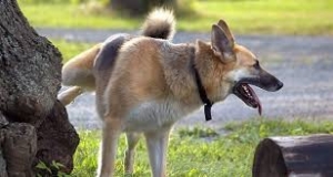 Perchè il cane alza la zampa per fare pipì?