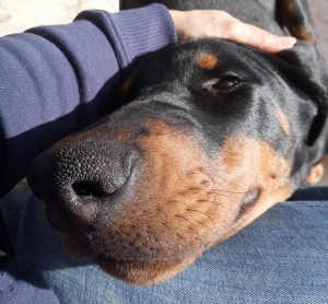 Vivere con un cucciolo di Dobermann: legami