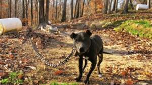 Cane a catena è maltrattamento? Ecco cosa dice la Legge