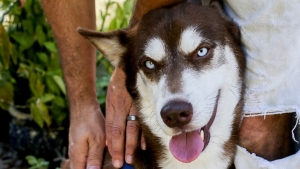 Cane smarrito a New York viene ritrovato in California