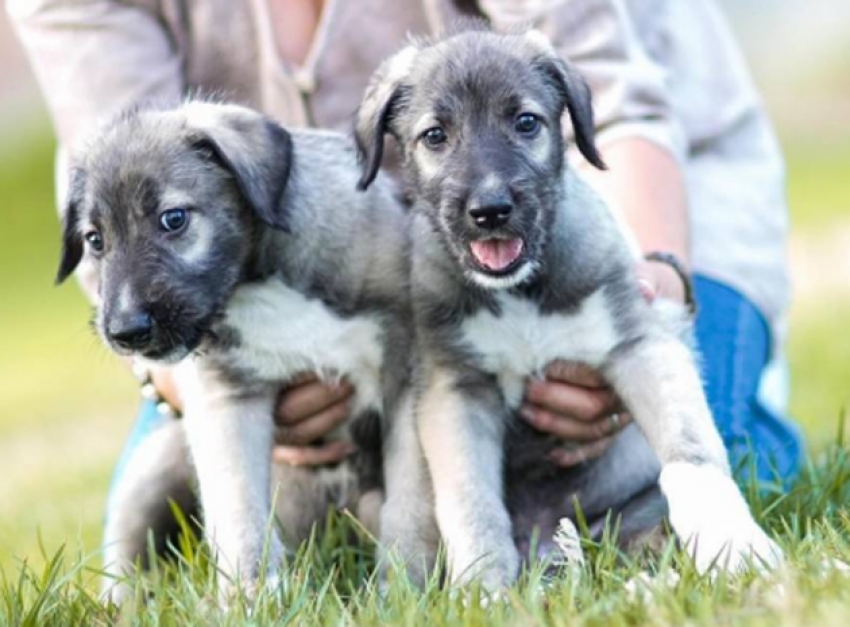 Cani gemelli: il primo caso documentato
