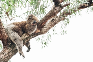 Incendi Australia - Arrivano i cani salva koala