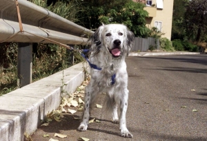 Cosa fare se troviamo un cane abbandonato