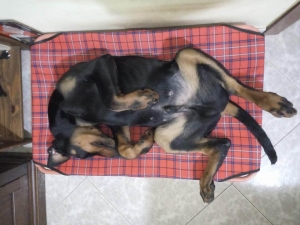 Vivere con un cucciolo di Dobermann: Perplessità