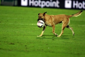 Il Leyton Orient cerca tifosi con cani, l&#039;appello su Instagram