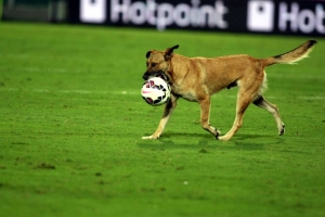 Il Leyton Orient cerca tifosi con cani, l'appello su Instagram