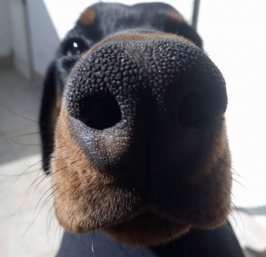 Vivere con un cucciolo di Dobermann: operazione 