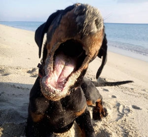 Vivere con un cucciolo di Dobermann: descrizione di un essere speciale