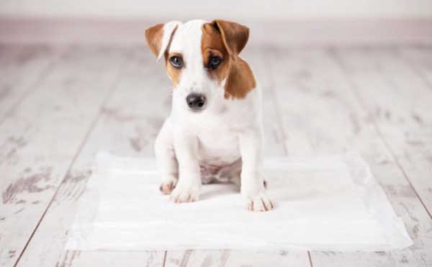 Tappetini igienici per cani - A cosa servono e quando utilizzarli