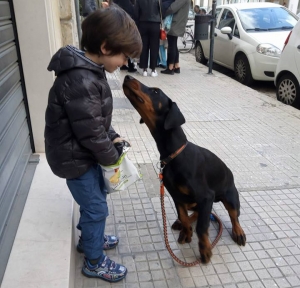 Vivere con un cucciolo di Dobermann: gioco di anticipo