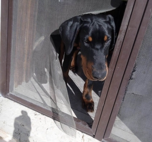 Vivere con un cucciolo di Dobermann: storia triste di una zanzariera