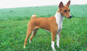 Le razze canine - Il Basenji