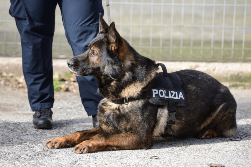 Ex cani poliziotto: ecco come adottarli