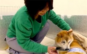 Giappone - Spopolano le beauty farm per cani