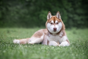 Razze di cani simili: come riconoscerle e differenziarle