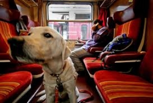 Cani in treno: I regolamenti