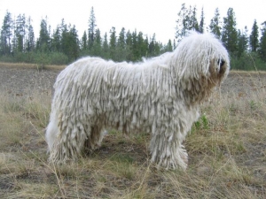 Le razze canine: il Komondor