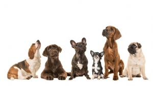 Adozione cani da Rescue - Le informazioni utili