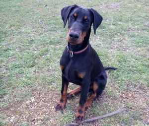 Vivere con un cucciolo di Dobermann: tentativi di abbandono!