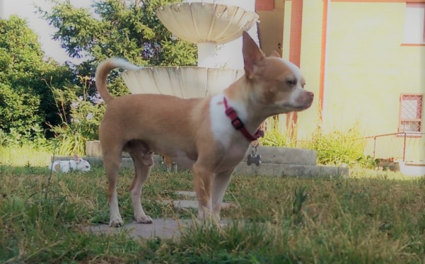 Le razze canine - Il Chihuahua