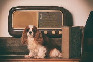 Gli effetti della musica sui cani 