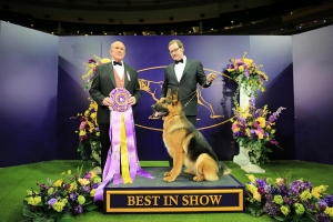 New York 10-13 febbraio: la 142° edizione del Westminster Kennel Club Dog Show, il Superbowl dei cani