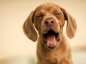 Il sonno del cane: un cucciolo che sbadiglia