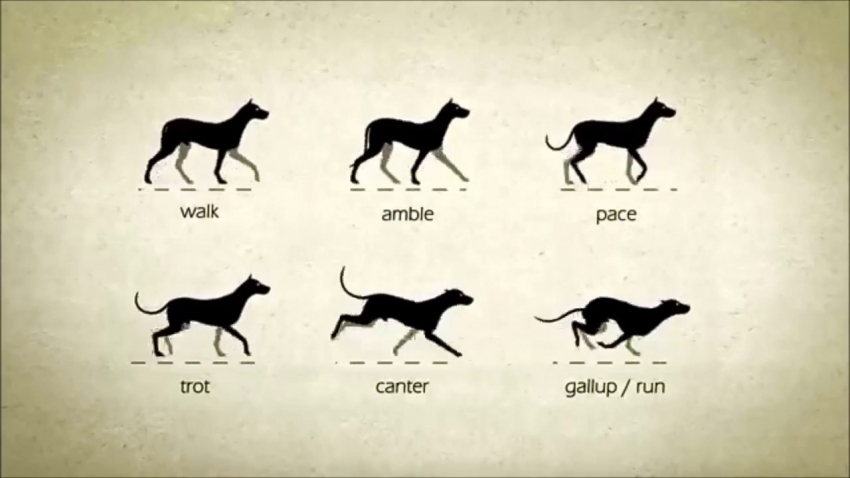 Come si muove il cane: le andature