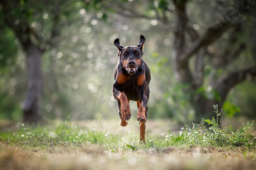 Antiparassitari cani: da cosa proteggono le pasticche antiparassitarie