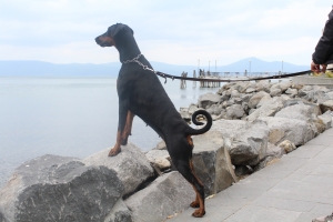 Le razze canine - Il Dobermann