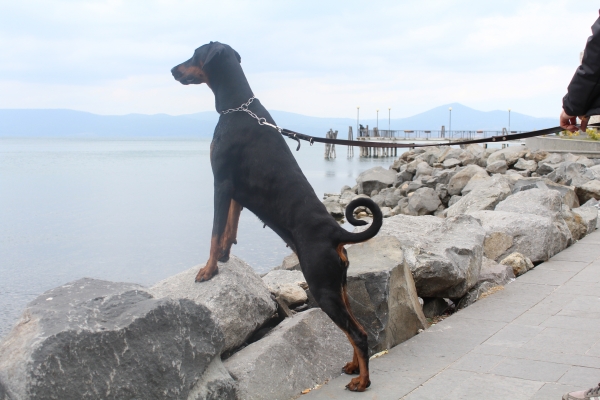 Le razze canine - Il Dobermann