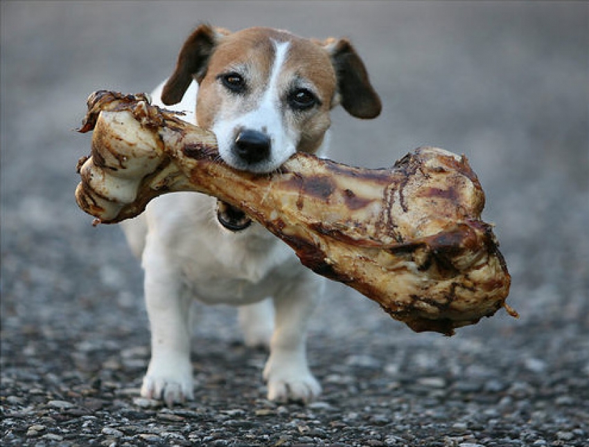 Il cane può mangiare le ossa?